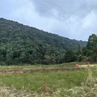 毀林鋪砂埋隱患？未批先動(dòng)工 違法代價(jià)必須擔(dān)！